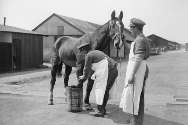 A wounded cavalry horse having a foot bath at No. 5 Veterinary Hospital, Abbeville. 22 April 1918.© IWM (Q 10300)