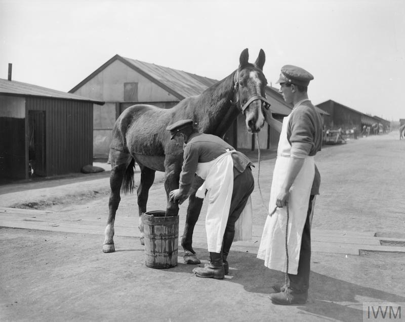 A wounded cavalry horse having a foot bath at No. 5 Veterinary Hospital, Abbeville. 22 April 1918.© IWM (Q 10300)