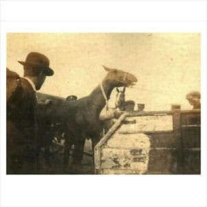 Loading horses at Dublin docks