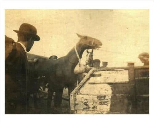 Loading horses at Dublin docks